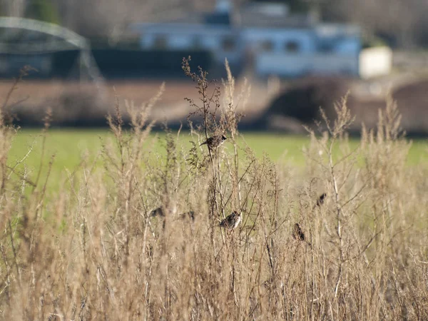 Птицы Траве Поле — стоковое фото