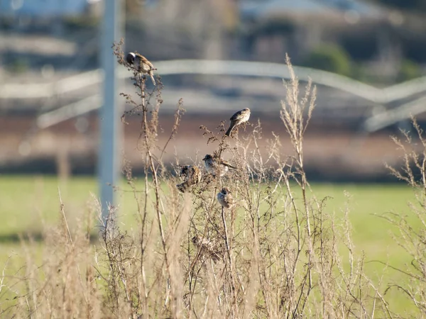 Fåglar Gräset Fält — Stockfoto