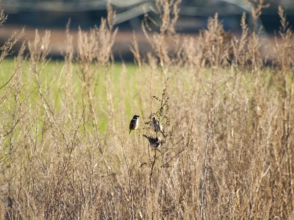 Fåglar Gräset Fält — Stockfoto