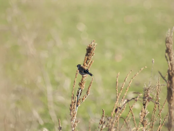 Madár Perching Közelről Vadon Élő Élet — Stock Fotó