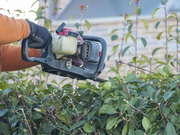 Man Klipper Buskar Genom Såg — Stockfoto