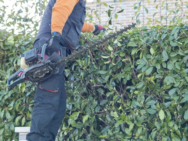 Man Snijdt Struiken Door Zaag — Stockfoto