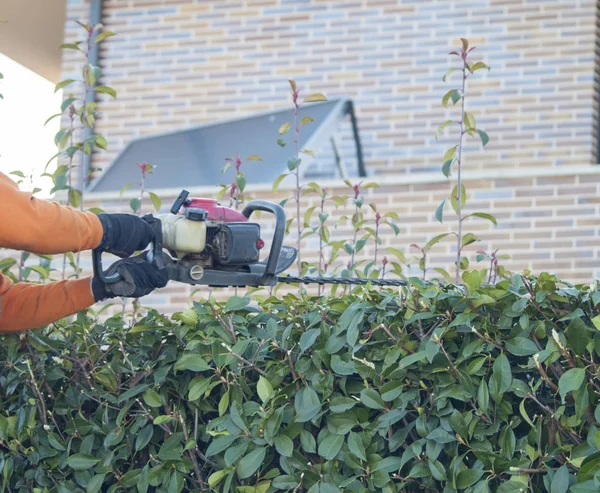 Man Klipper Buskar Genom Såg — Stockfoto