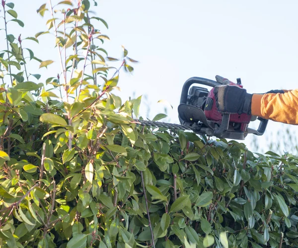 Man Klipper Buskar Genom Såg — Stockfoto