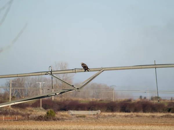 Madár Perching Közelről Vadon Élő Élet — Stock Fotó