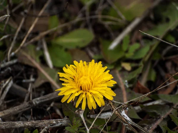 Bellissimo Fiore Tarassaco Vicino — Foto Stock