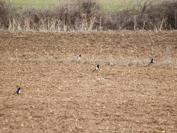 Magpies Aves Empoleiradas Campo Close Vida Selvagem — Fotografia de Stock
