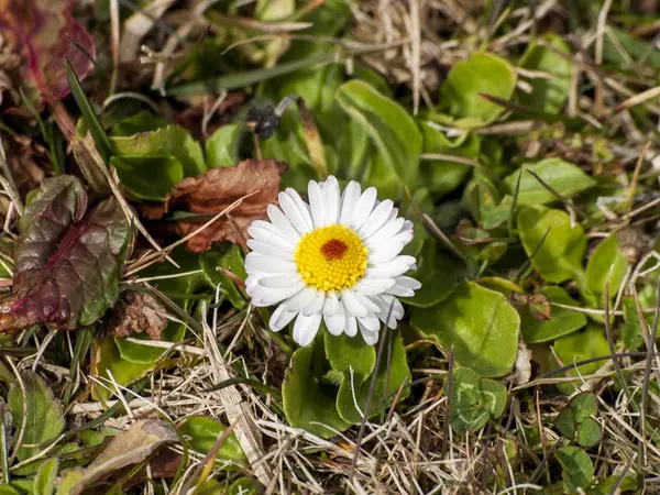 Beautiful Daisy Flower Close — Stock Photo, Image