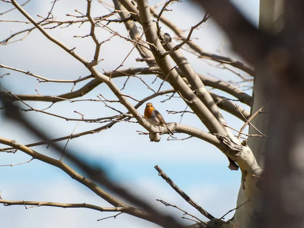 Vogel Hockt Auf Einem Ast — Stockfoto