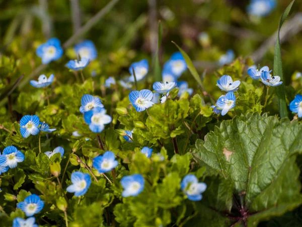 Fleurs Sauvages Printanières Dans Champ — Photo