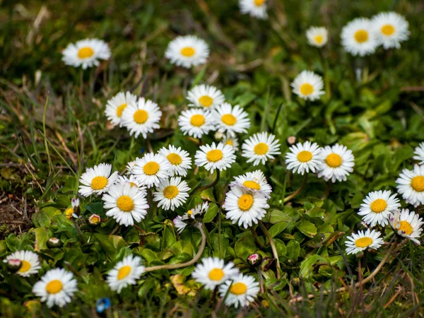 Frühlingswildblumen Auf Dem Feld — Stockfoto
