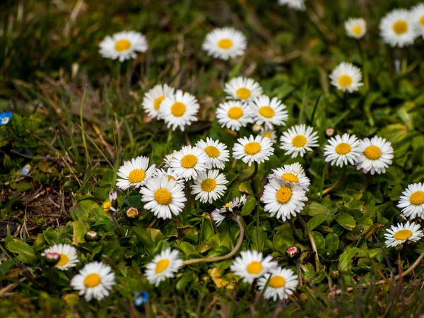 Весняні Квіти Полі — стокове фото