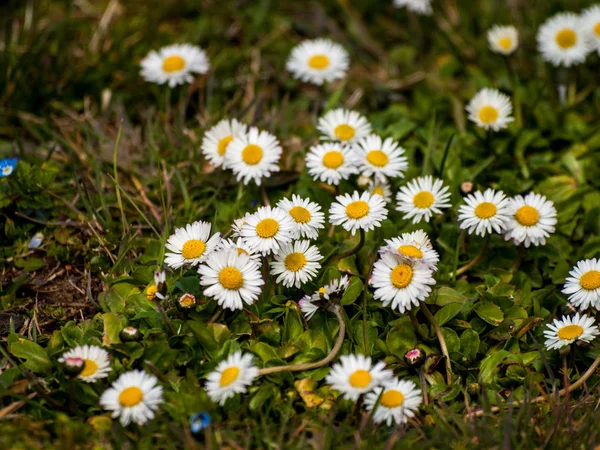 Fleurs Sauvages Printanières Dans Champ — Photo