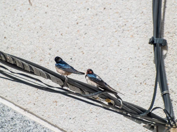 Vögel Sitzen Auf Dem Draht — Stockfoto