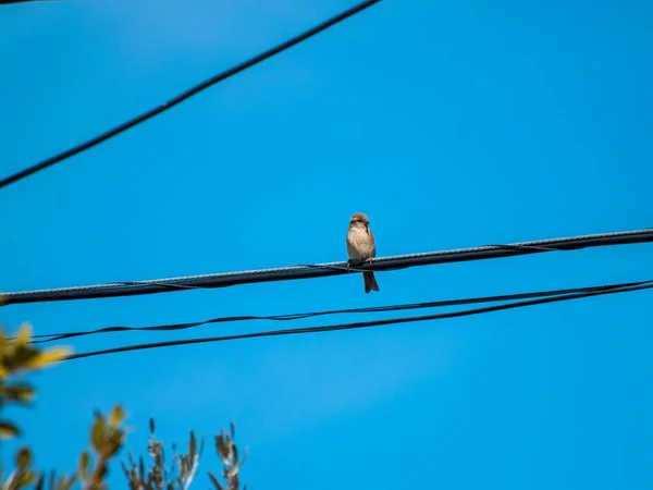 Pájaro Gorrión Está Sentado Alambre — Foto de Stock