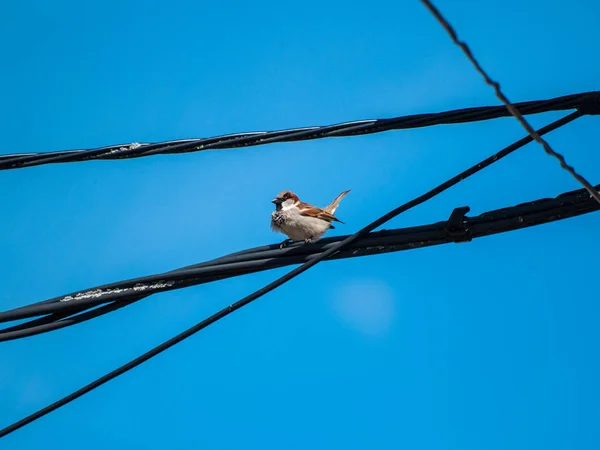 Pájaro Gorrión Está Sentado Alambre — Foto de Stock