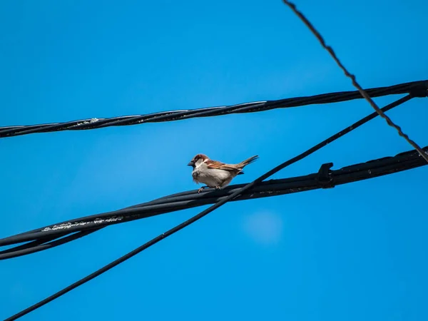 Pájaro Gorrión Está Sentado Alambre — Foto de Stock