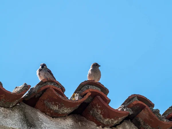 Gorrión Pájaros Posando Cerca Vida Silvestre — Foto de Stock