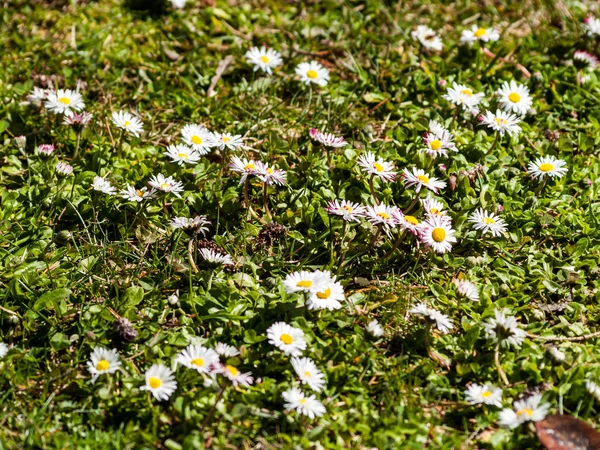 Flores Silvestres Primavera Campo — Foto de Stock