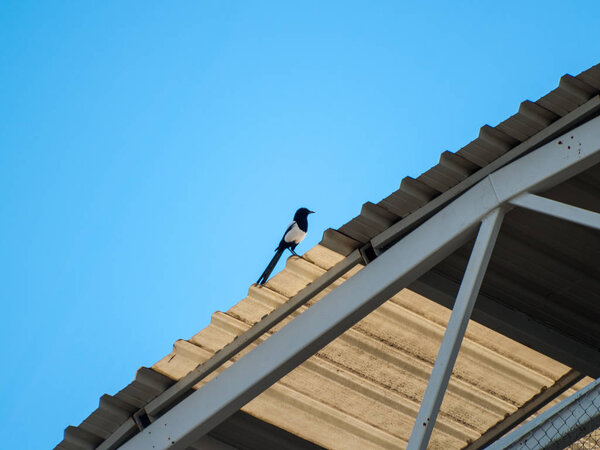 птица сидит на крыше 