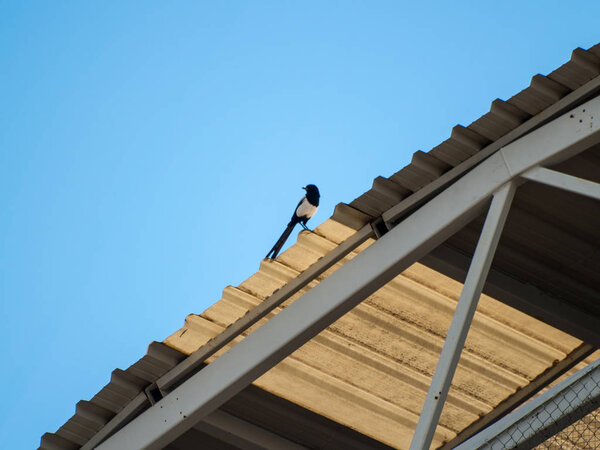 птица сидит на крыше 