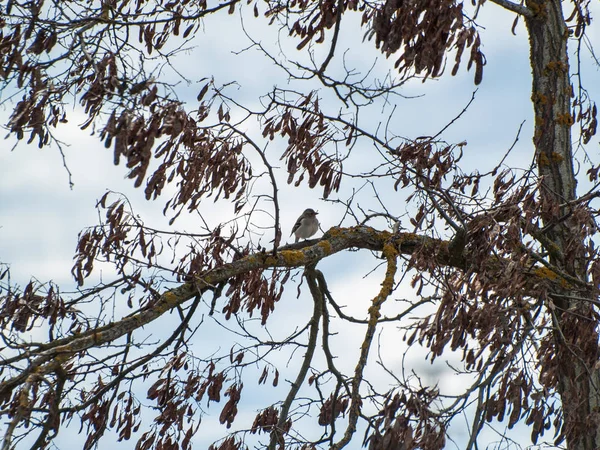 Vogel Hockt Auf Einem Baum — Stockfoto