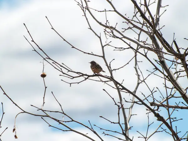 Bellissimo Uccello Appollaiato Albero Inverno — Foto Stock