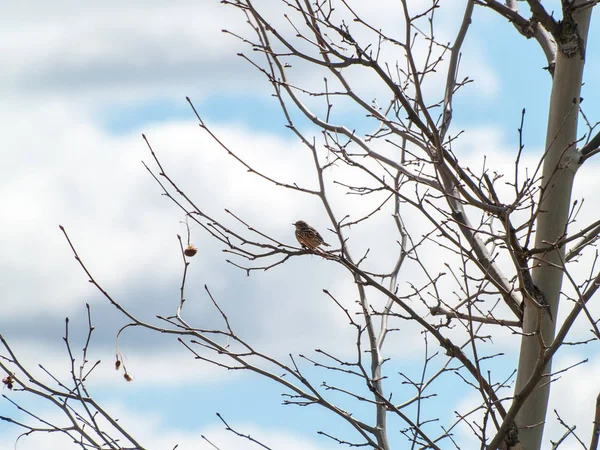 Beautiful Bird Perching Tree Wintertime — Stock Photo, Image