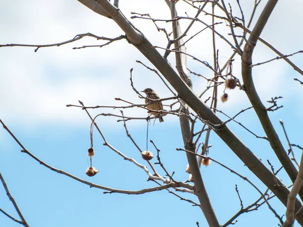 Beautiful Bird Perching Tree Wintertime — Stock Photo, Image