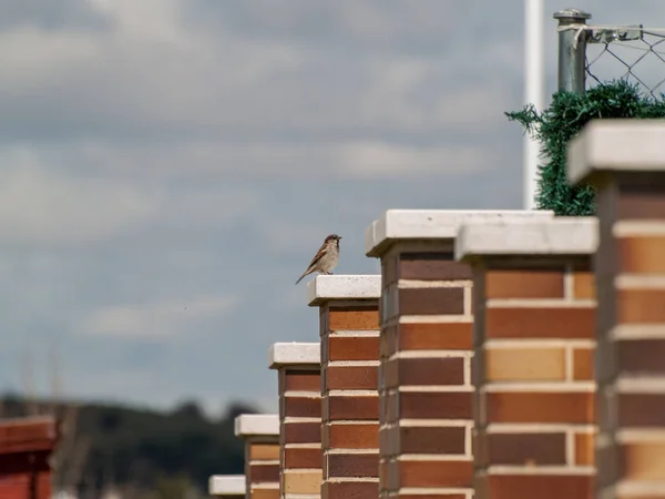 Pájaro Sentado Valla — Foto de Stock