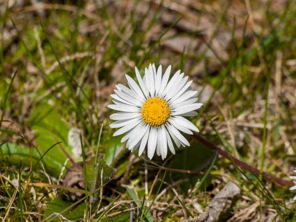 Beautiful Daisy Flower Close — Stock Photo, Image