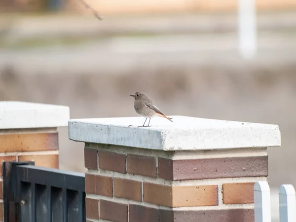 Vogel Sitzt Auf Dem Zaun — Stockfoto