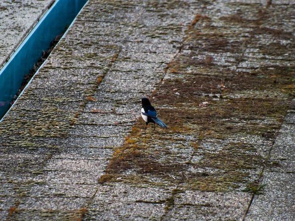 Pássaro Sentado Telhado — Fotografia de Stock