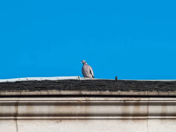 Vogel Sitzt Auf Dem Dach — Stockfoto