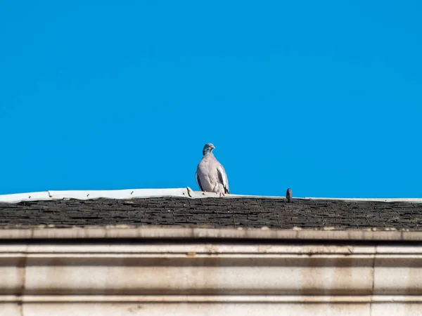 Pássaro Sentado Telhado — Fotografia de Stock