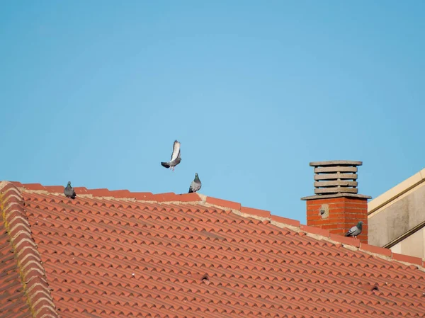 Pájaros Están Sentados Techo Azulejos — Foto de Stock