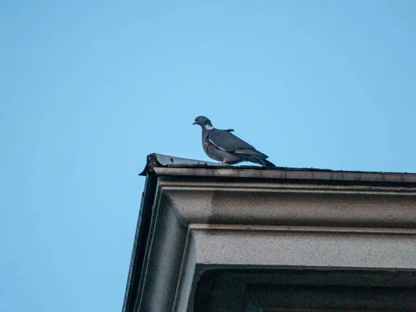 Uccello Seduto Sul Tetto — Foto Stock