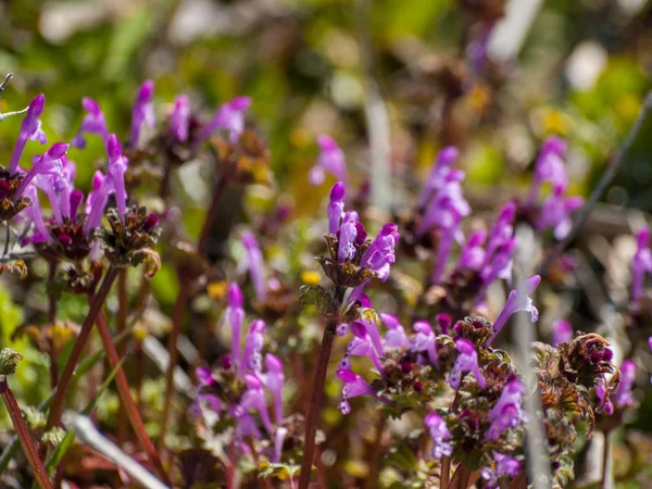 Alanda bahar yaban çiçekleri 