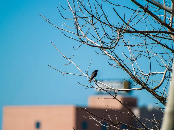 bird perching on a tree