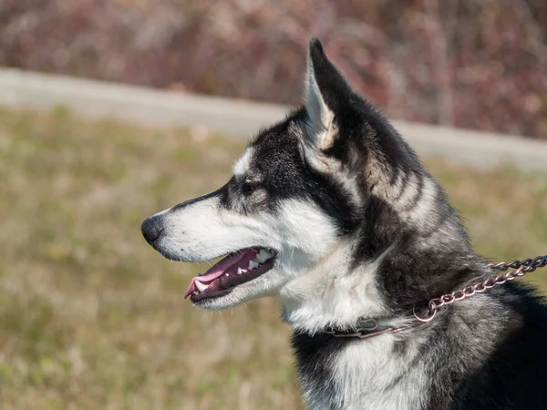 kırsal komik sevimli köpek