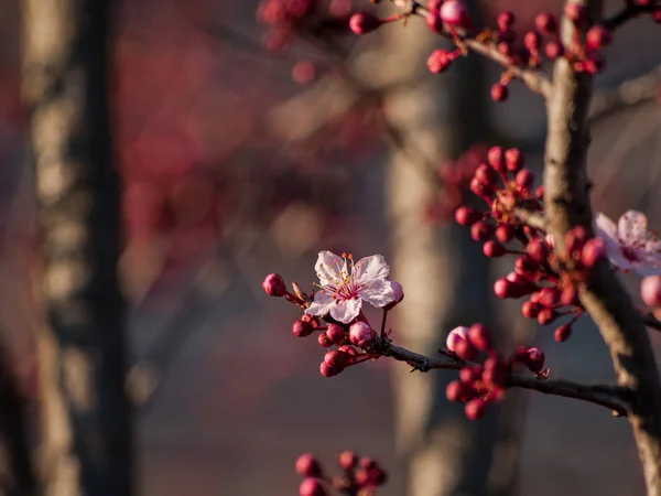 Κοντινό Πλάνο Της Μήλο Δέντρο Λουλούδια Την Άνοιξη — Φωτογραφία Αρχείου