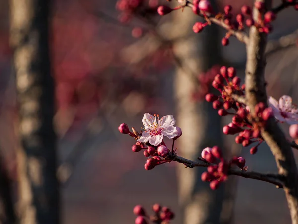 Gros Plan Floraison Pommier Printemps — Photo