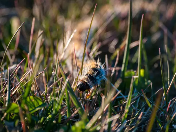 Schlange Gras Auf Dem Feld — Stockfoto