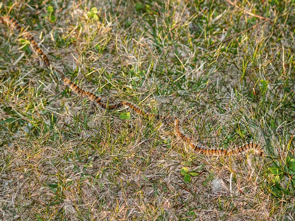 Serpente Grama Campo — Fotografia de Stock