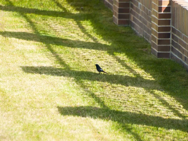 Redstart Preto Jardim Urbano — Fotografia de Stock