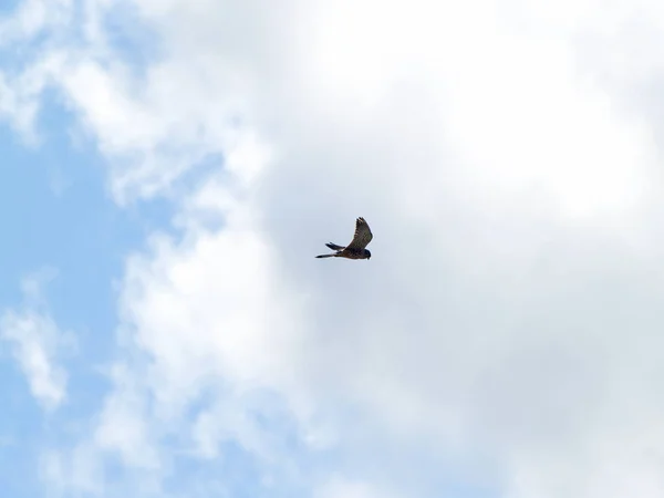 Falco Tinnunculus Bonito Cavalete Comum Estendendo Asas Céu Nublado — Fotografia de Stock