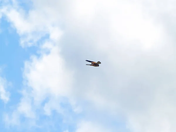 Falco Tinnunculus Güzel Ortak Kerkenez Yayılan Bir Bulutlu Gökyüzü Üzerinde — Stok fotoğraf