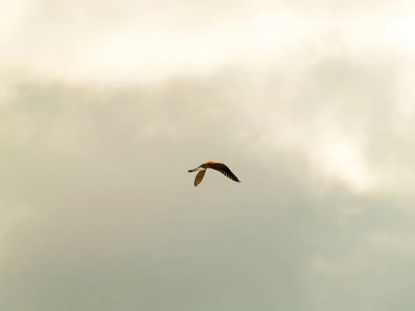 Falco Tinnunculus Beautiful Common Kestrel Spreading Wings Cloudy Sky — Stock Photo, Image
