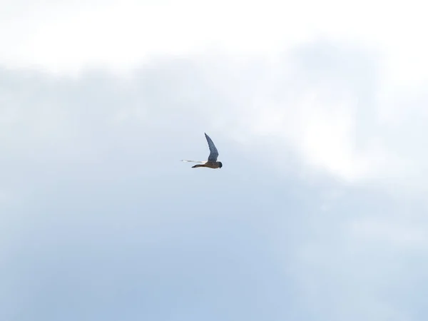 Falco Tinnunculus Bonito Cavalete Comum Estendendo Asas Céu Nublado — Fotografia de Stock