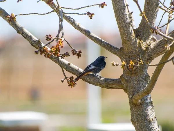 Vogel Hockt Auf Einem Baum — Stockfoto